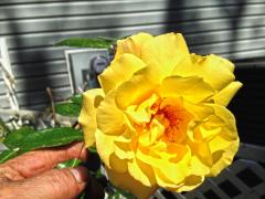 The Yellow Roses of Lake George - s.jpg